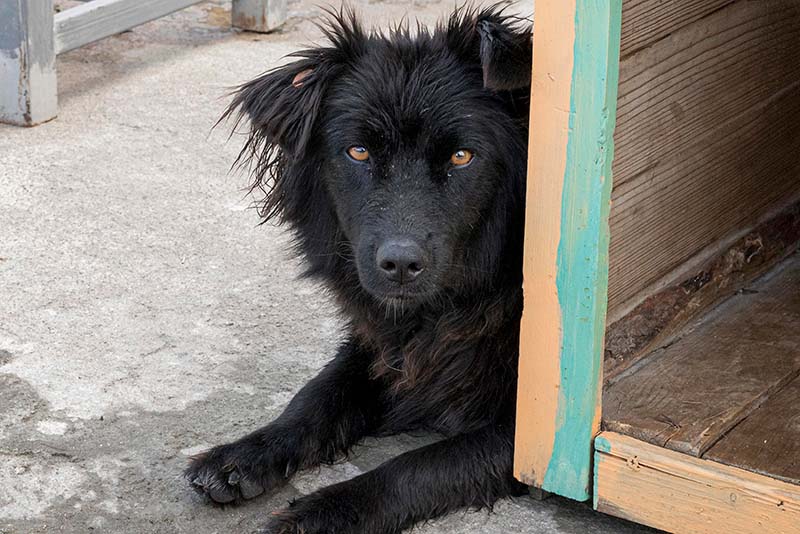 Lieber Tiere mit Tierheimsponsoring unterstützen als selbst Futter spenden