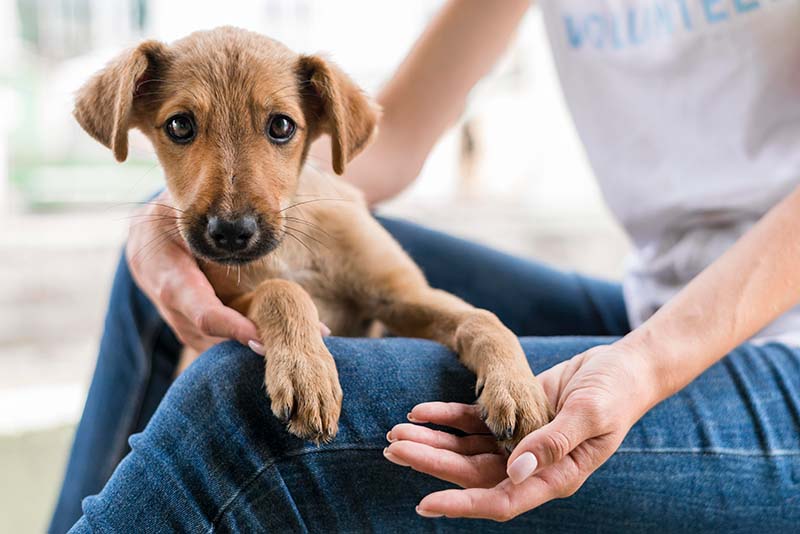 Lieber Tiere mit Tierheimsponsoring unterstützen als selbst Futter spenden