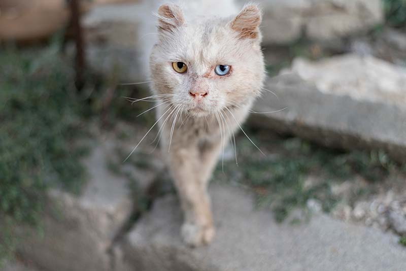 Lieber Tiere mit Tierheimsponsoring unterstützen als selbst Futter spenden