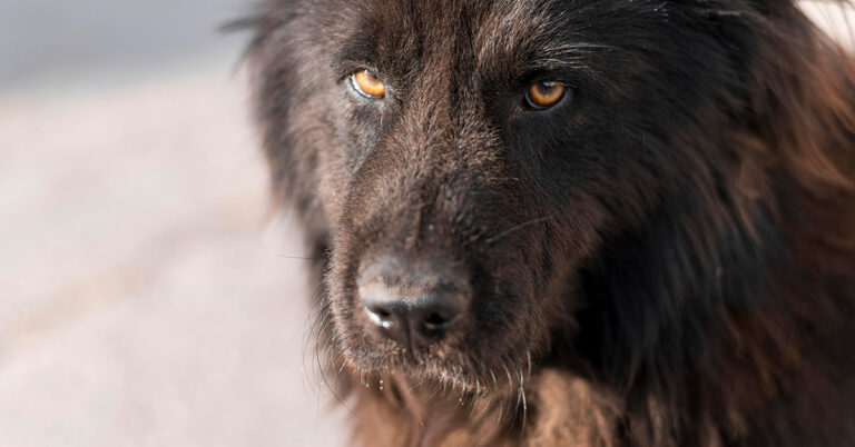 FFTIN Tierheimsponsoring: Tierheime durch Versorgungspakete retten