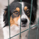 FFTIN Tierheimsponsoring - Versorgungspakete retten Tierheime