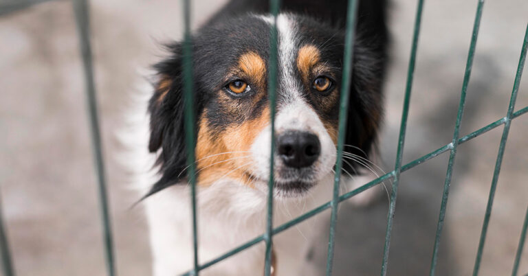 FFTIN Tierheimsponsoring - Versorgungspakete retten Tierheime